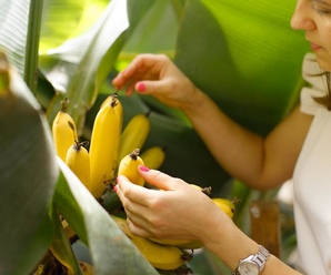 Секрет выращивания бананов в Беларуси